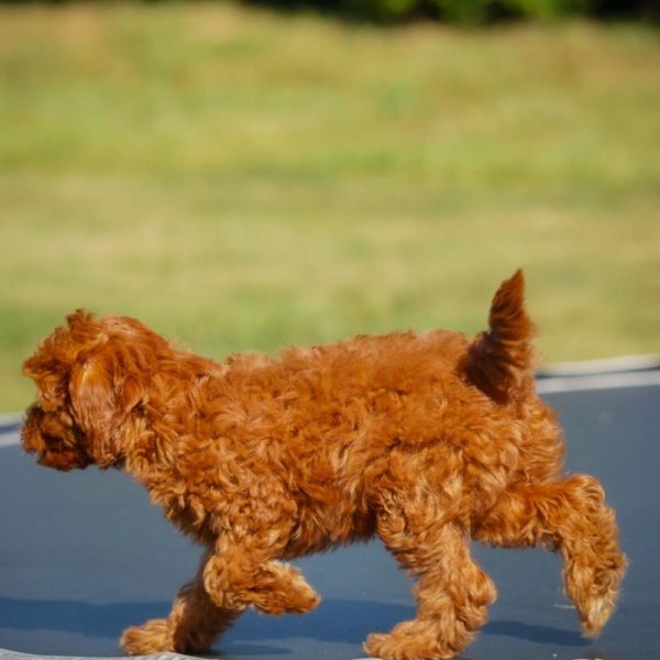 F1b Cavapoo Puppy for Sale