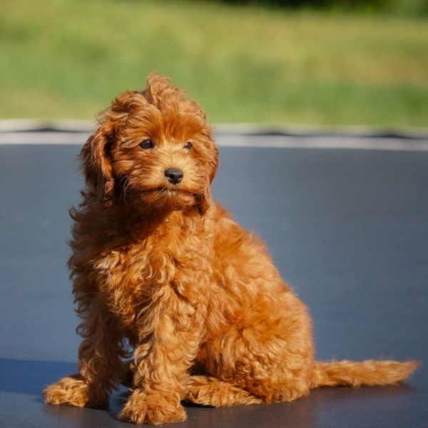 F1b Cavapoo Puppy for Sale