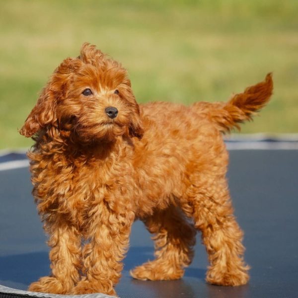 F1b Cavapoo Puppy for Sale