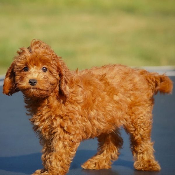 F1b Cavapoo Puppy for Sale