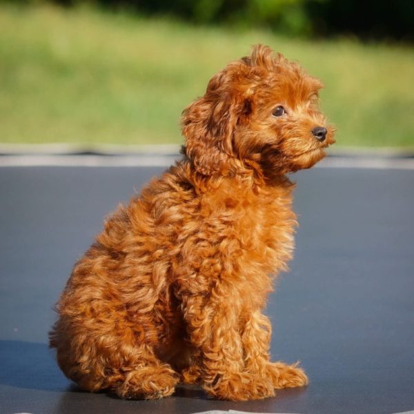 F1b Cavapoo Puppy for Sale