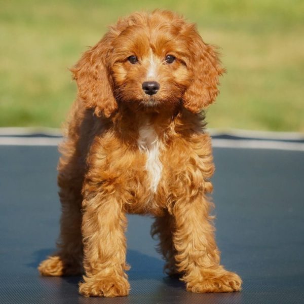 F1b Cavapoo Puppy for Sale