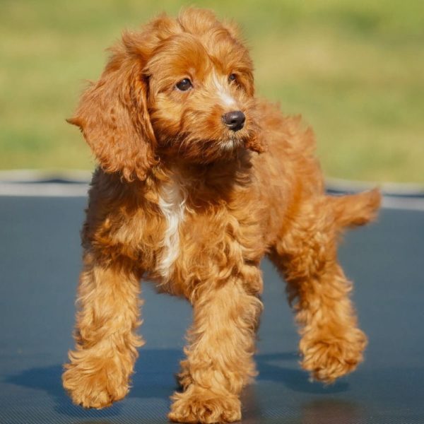 F1b Cavapoo Puppy for Sale