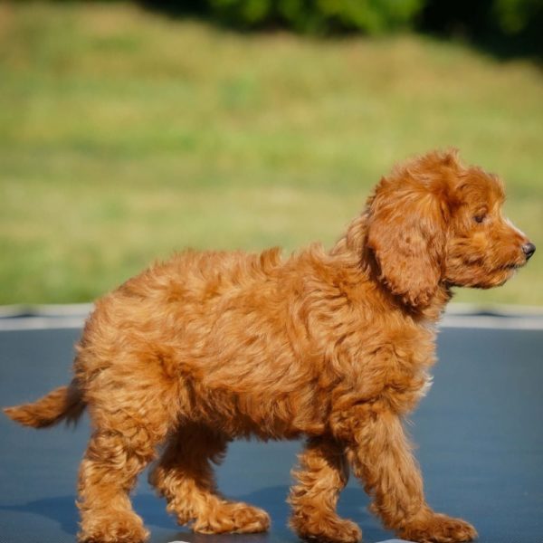 F1b Cavapoo Puppy for Sale