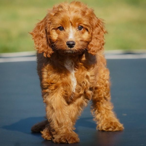 F1b Cavapoo Puppy for Sale