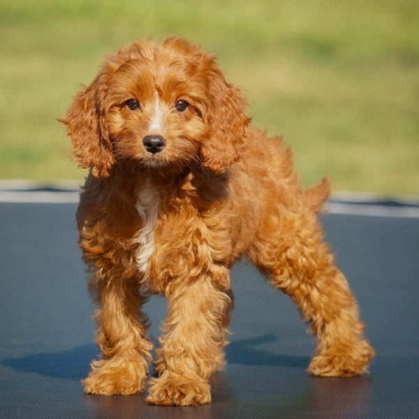 F1b Cavapoo Puppy for Sale