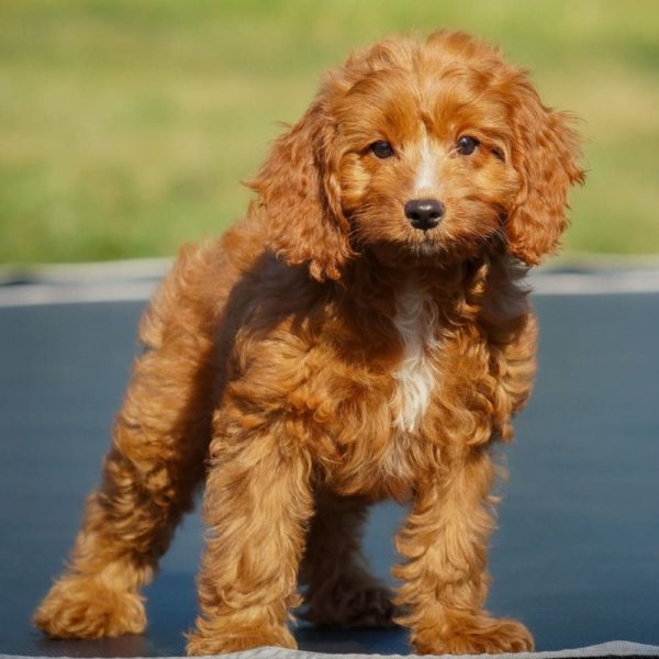 F1b Cavapoo Puppy for Sale
