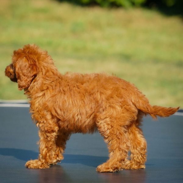 F1b Cavapoo Puppy for Sale