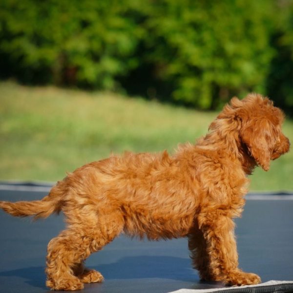 F1b Cavapoo Puppy for Sale