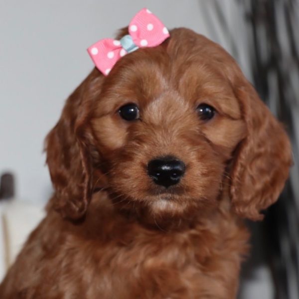 F1b Mini Goldendoodle Puppy for Sale