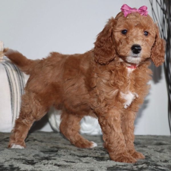 F1b Mini Goldendoodle Puppy for Sale