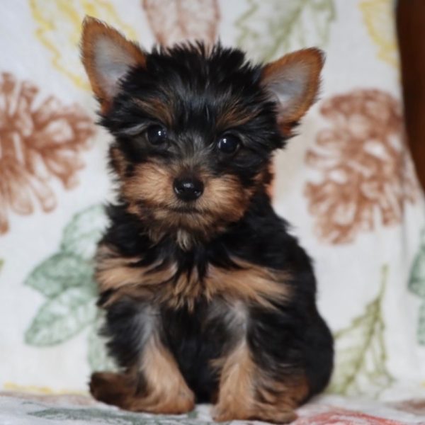 Yorkshire Terrier Puppy for Sale