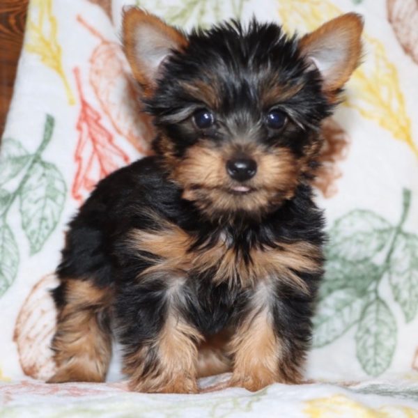 Yorkshire Terrier Puppy for Sale