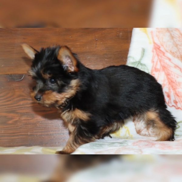 Yorkshire Terrier Puppy for Sale
