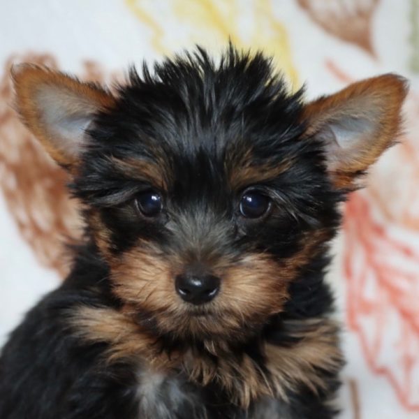 Yorkshire Terrier Puppy for Sale