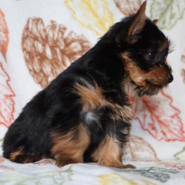 Yorkshire Terrier Puppy for Sale
