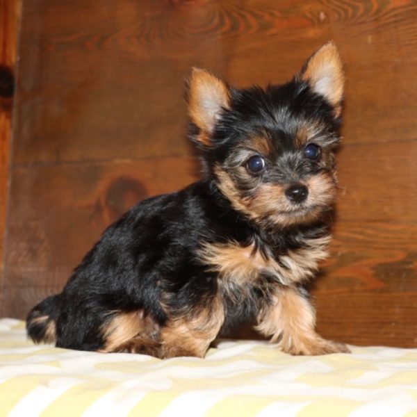 Yorkshire Terrier Puppy for Sale