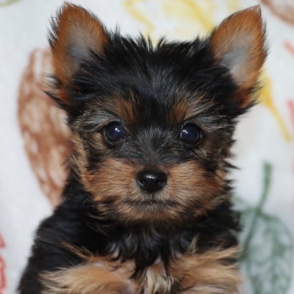 Yorkshire Terrier Puppy for Sale