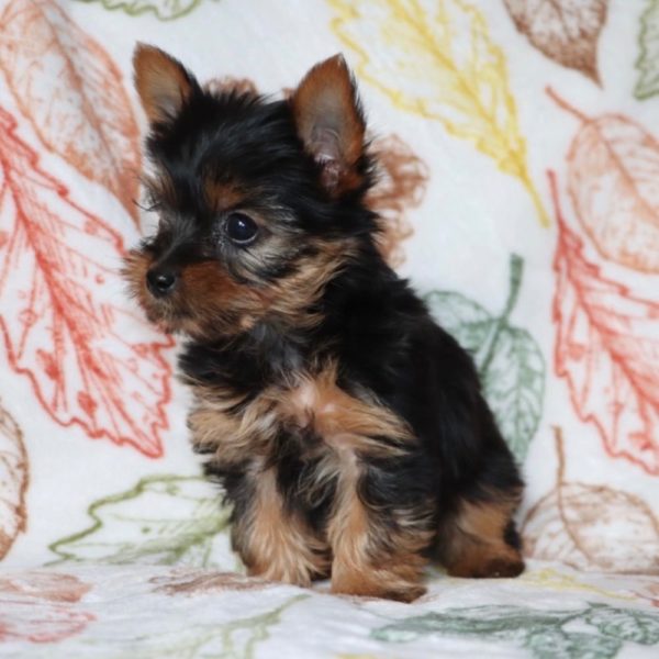 Yorkshire Terrier Puppy for Sale