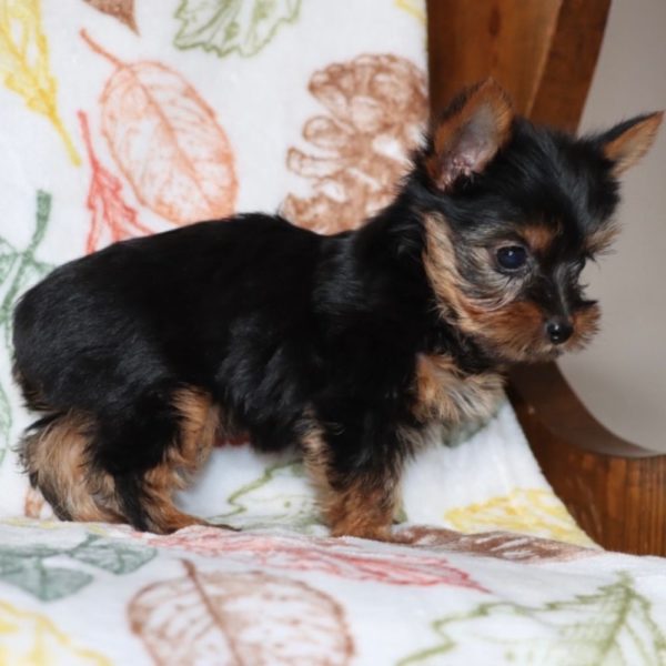 Yorkshire Terrier Puppy for Sale