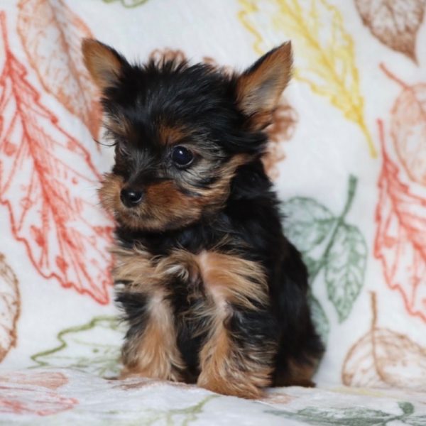 Yorkshire Terrier Puppy for Sale