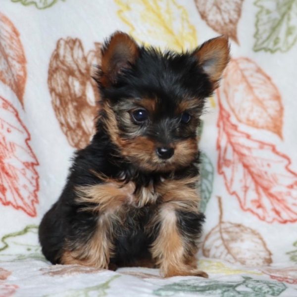 Yorkshire Terrier Puppy for Sale