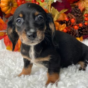Mini Dachshund Puppy for Sale