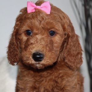 F1bb Mini Goldendoodle Puppy for Sale