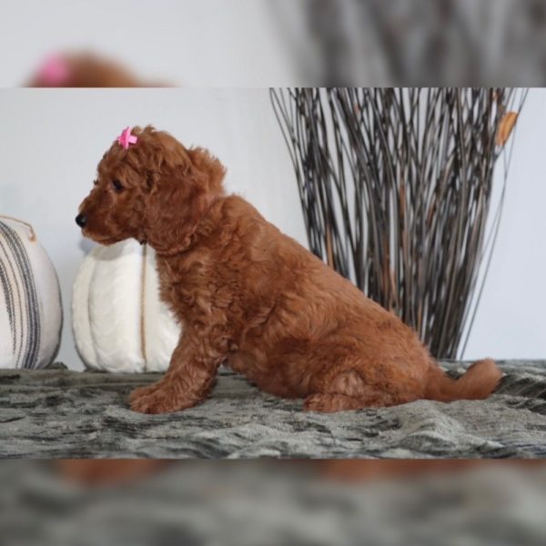 F1bb Mini Goldendoodle Puppy for Sale