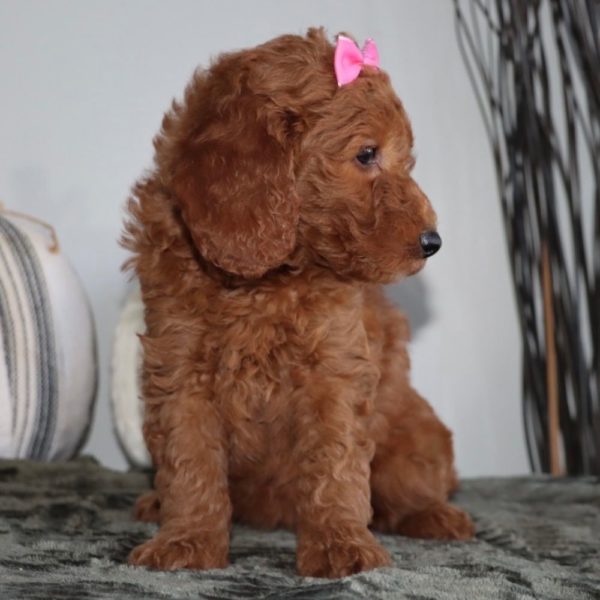 F1bb Mini Goldendoodle Puppy for Sale
