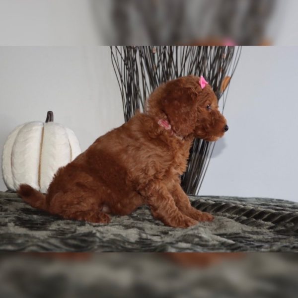 F1bb Mini Goldendoodle Puppy for Sale