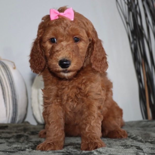 F1bb Mini Goldendoodle Puppy for Sale