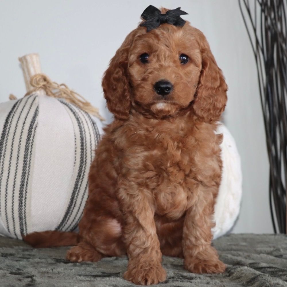 F1bb mini goldendoodle for 2024 sale