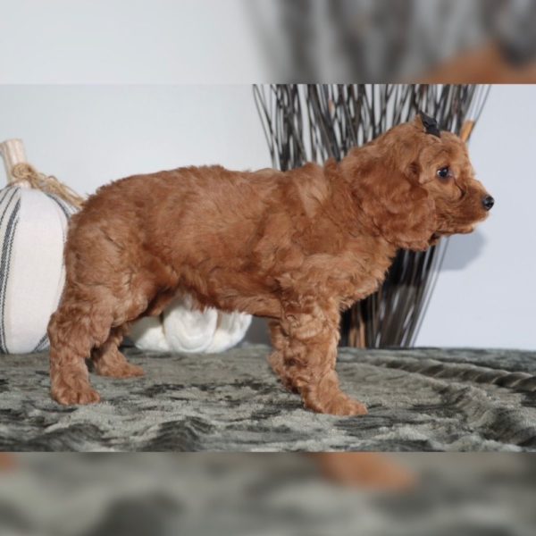 F1bb Mini Goldendoodle Puppy for Sale