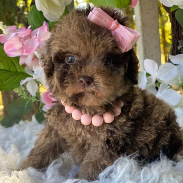 Toy Poodle Puppy for Sale