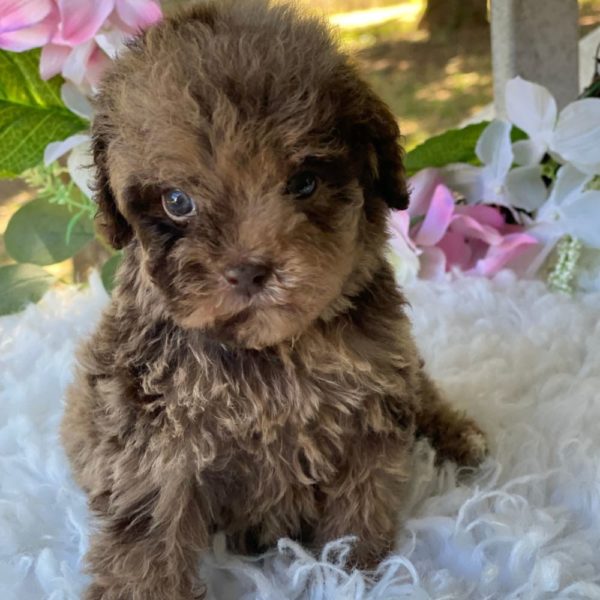 Toy Poodle Puppy for Sale