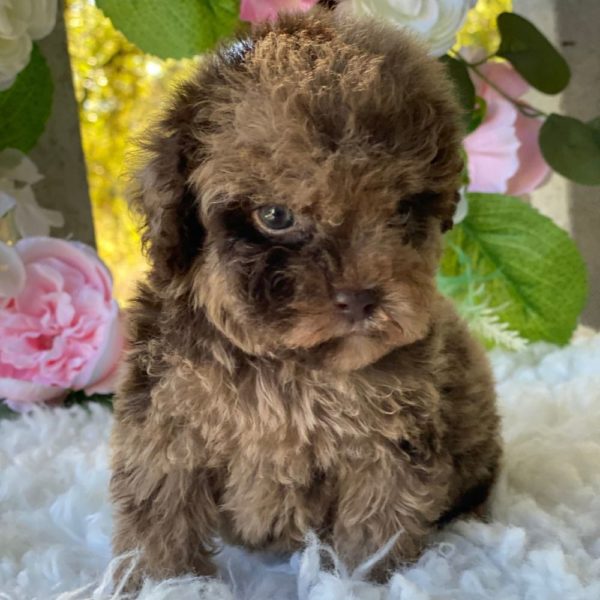 Toy Poodle Puppy for Sale