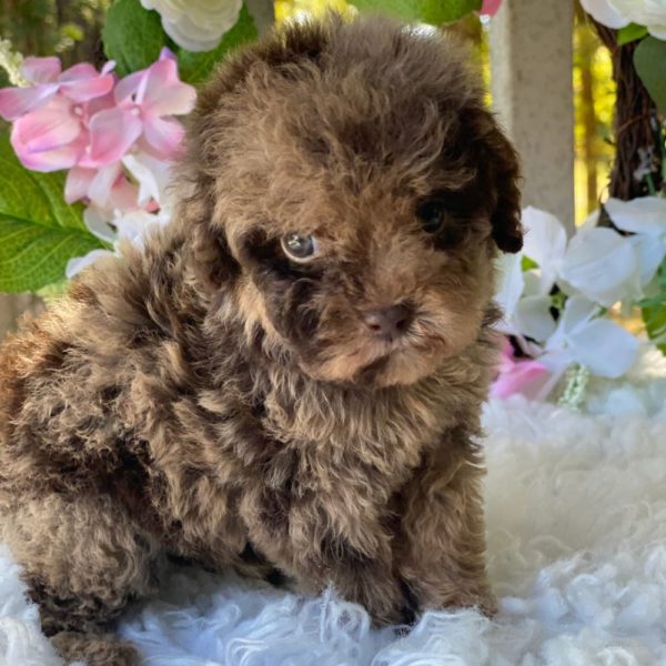 Toy Poodle Puppy for Sale