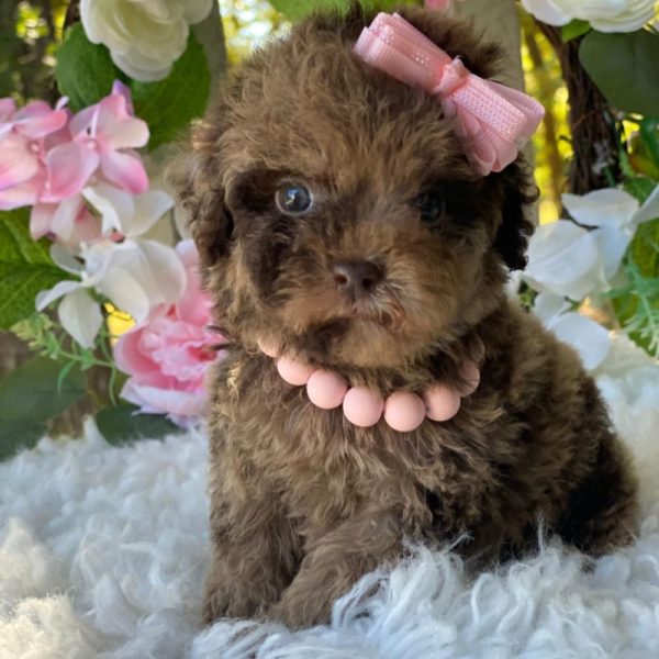 Toy Poodle Puppy for Sale