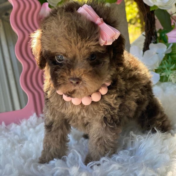 Toy Poodle Puppy for Sale