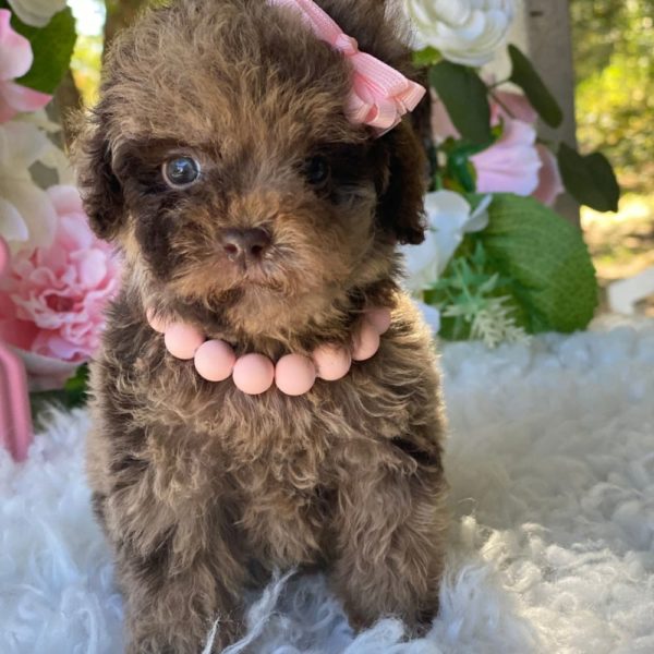Toy Poodle Puppy for Sale