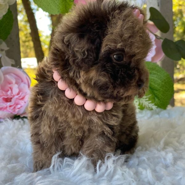 Toy Poodle Puppy for Sale