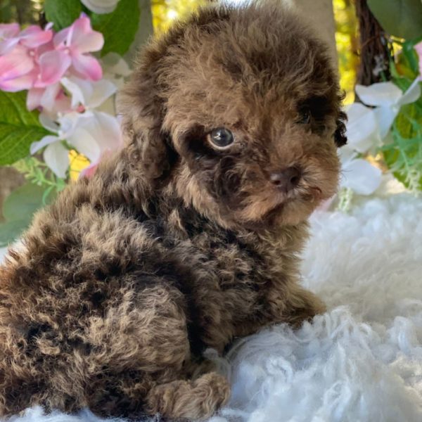 Toy Poodle Puppy for Sale