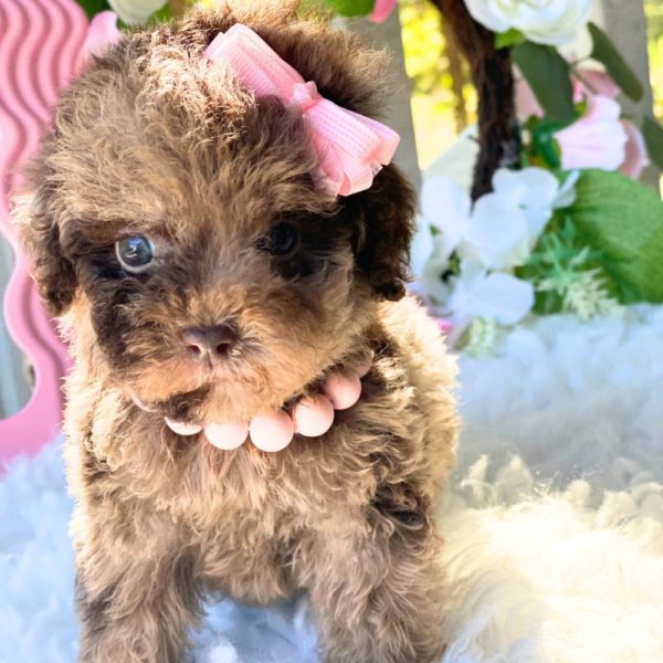 Toy Poodle Puppy for Sale