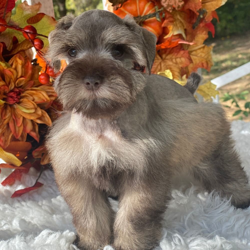 Miniature Schnauzer Puppy for Sale in NYC