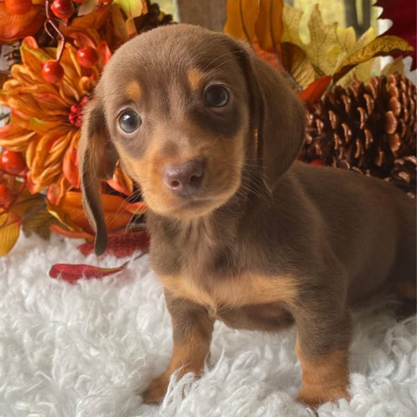 Mini Dachshund Puppy for Sale