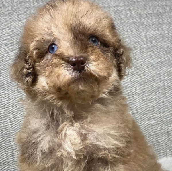Toy Poodle Puppy for Sale