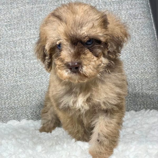 Toy Poodle Puppy for Sale