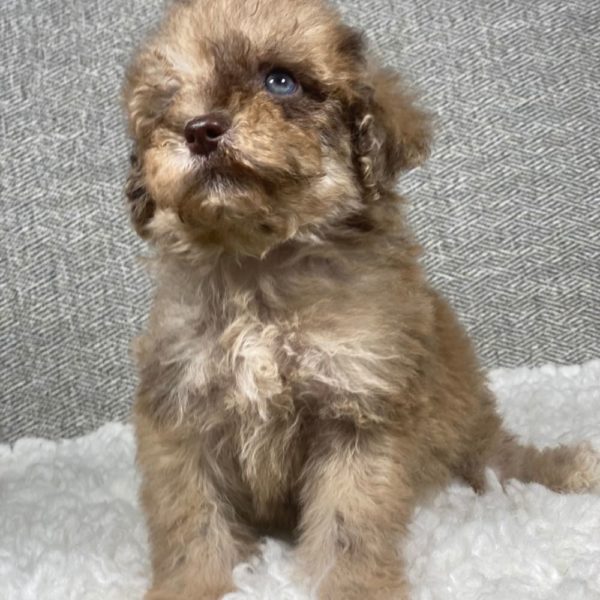Toy Poodle Puppy for Sale