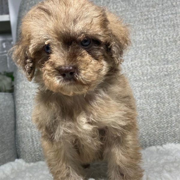 Toy Poodle Puppy for Sale